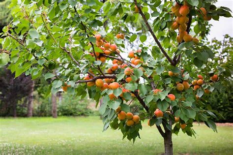 Most Common Fast Growing Fruit Bearing Trees in .